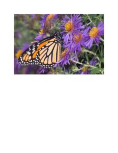 Sharrydom - Your Yard, Our Climate